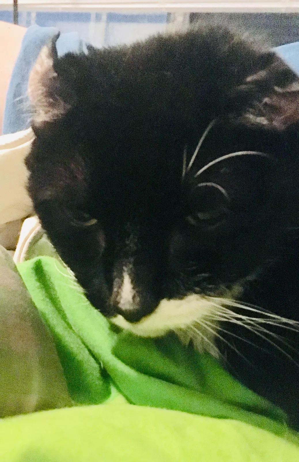 Lost cat in Alexandria, VA, 22304