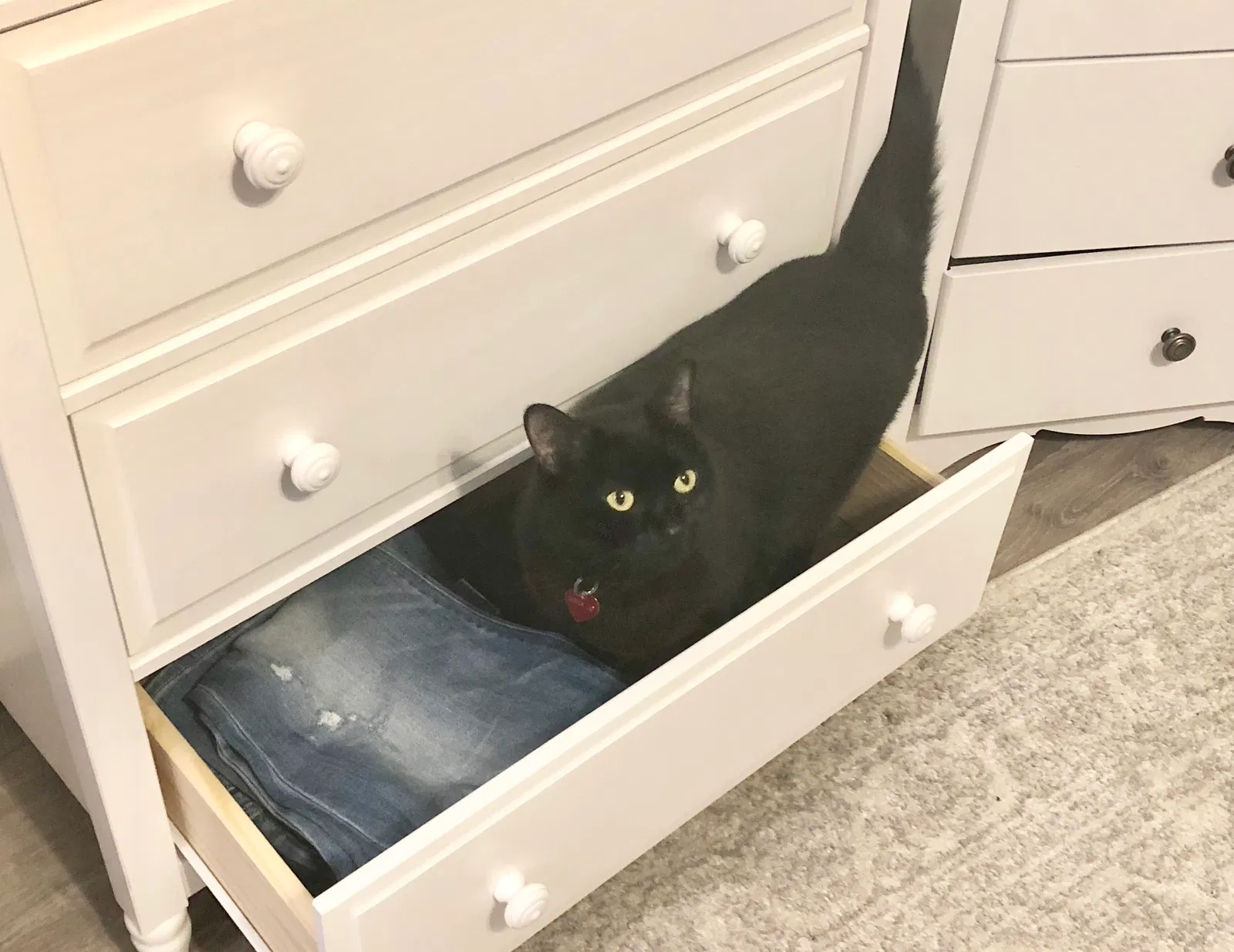 Lost cat in San Diego, CA, 92107