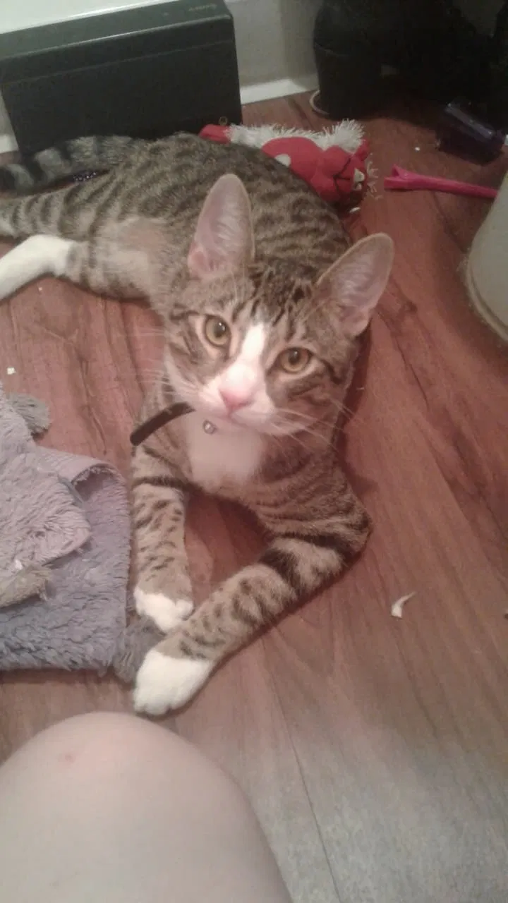 Lost cat in San Marcos, CA, 92069