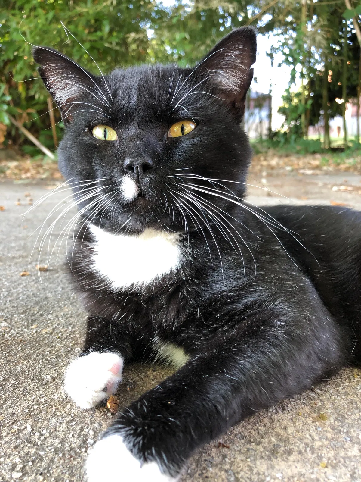 Lost cat in Douglasville, GA, 30135