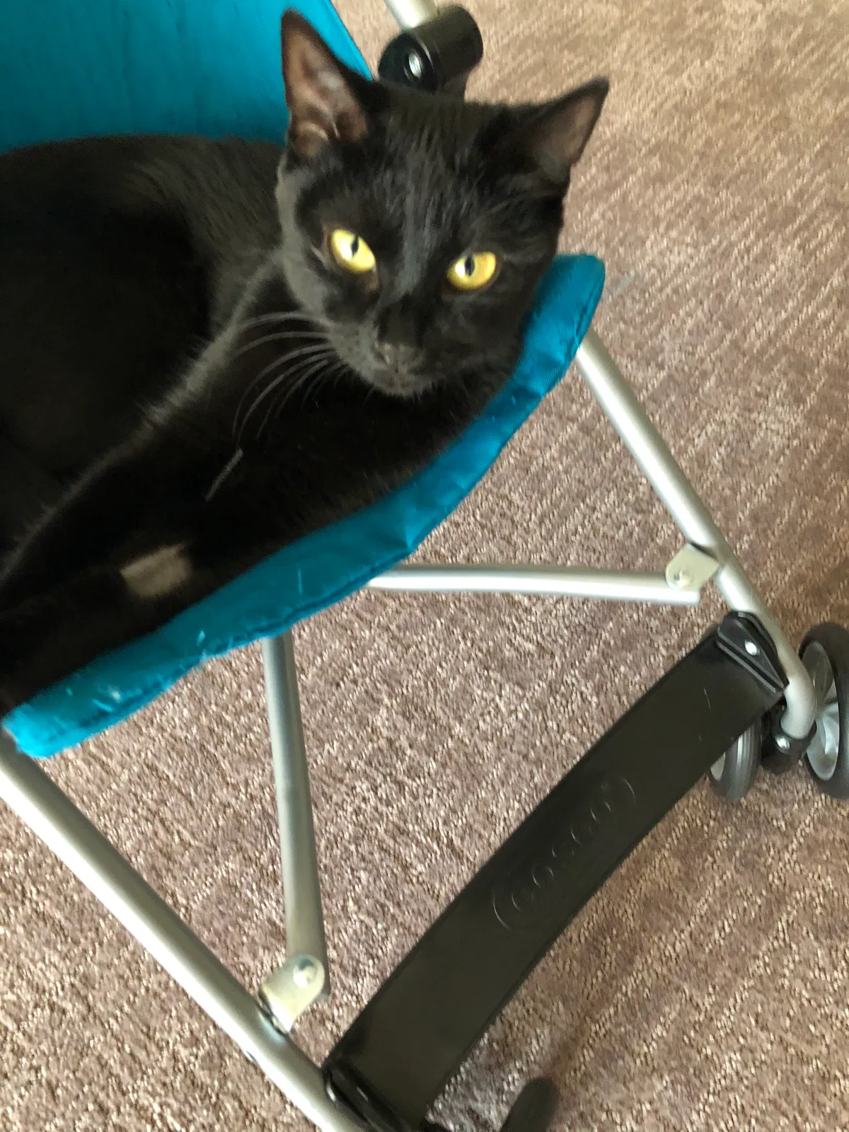 Lost cat in Osseo, MN, 55311