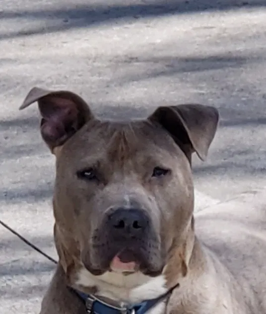 Lost dog in Des Moines, IA, 50316