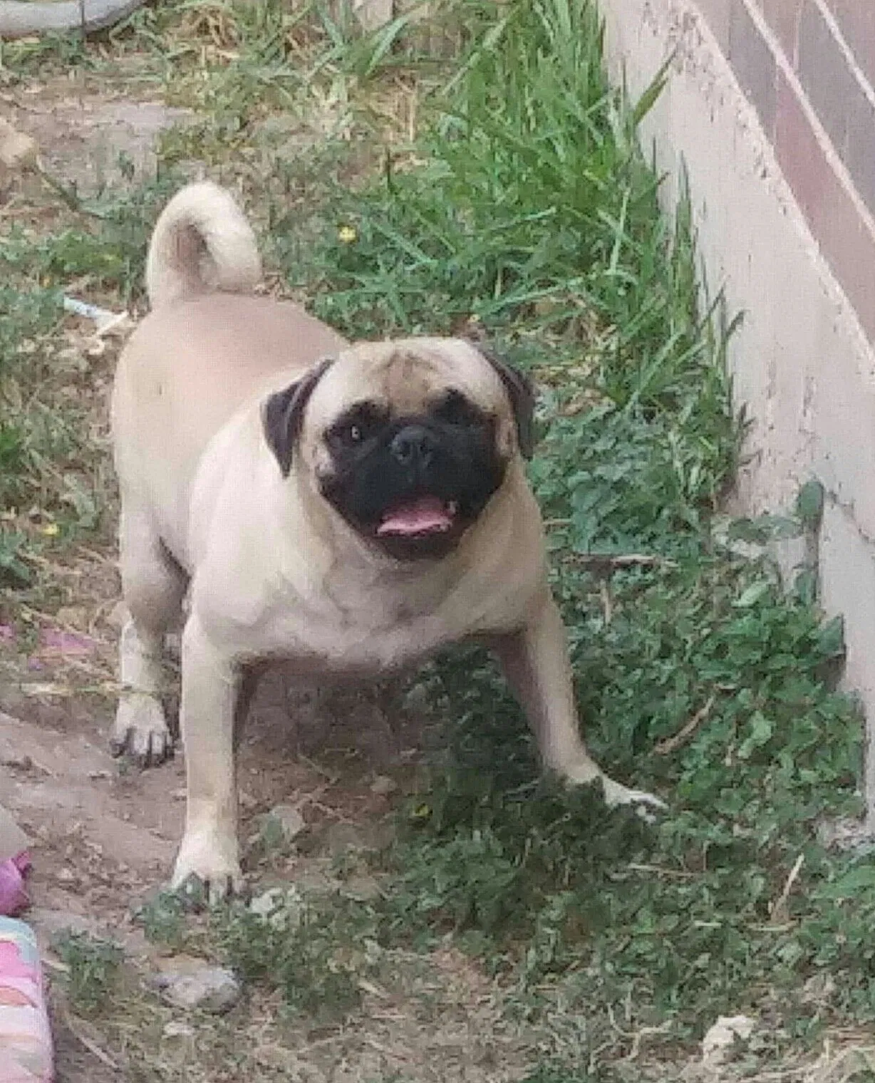 Lost dog in Harlingen, TX, 78550
