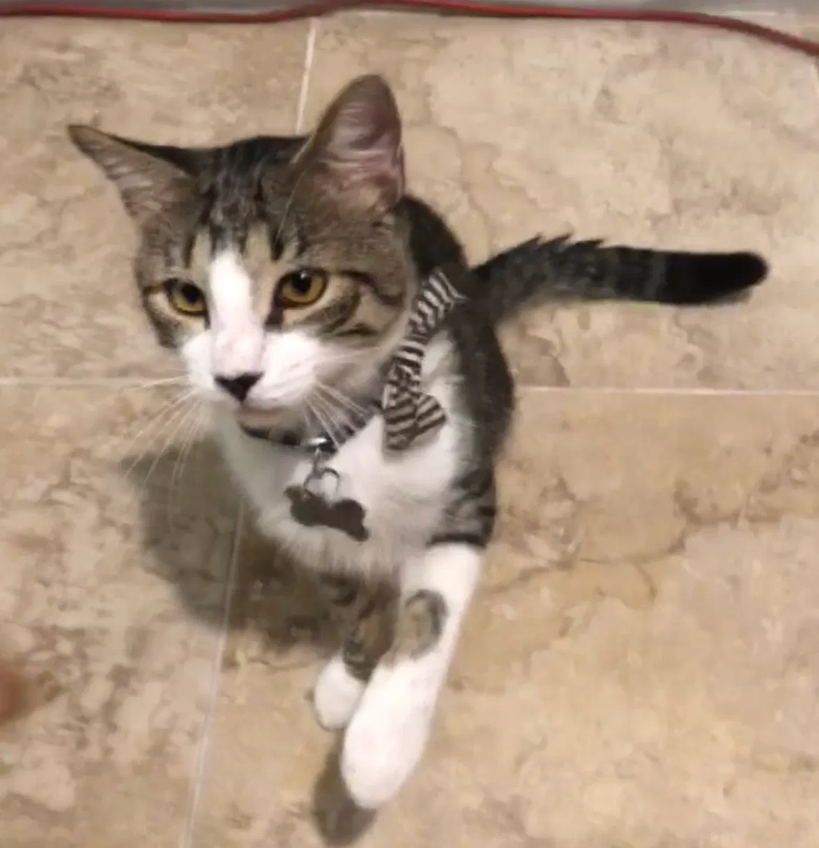 Lost cat in Brunswick, GA, 31525