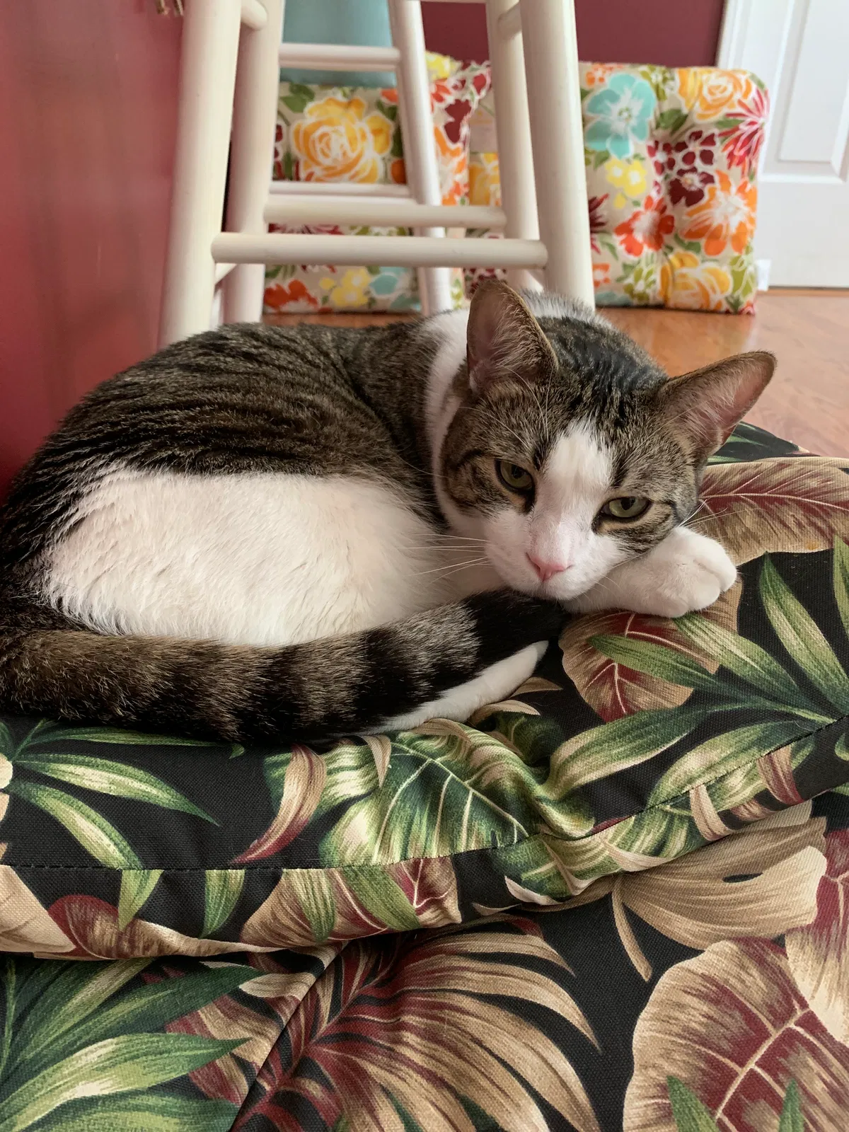 Lost cat in Howell, MI, 48843