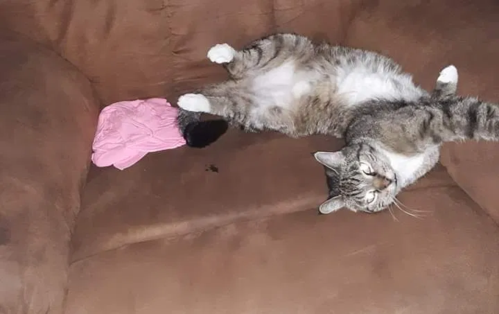 Lost cat in Pittsburgh, PA, 15202