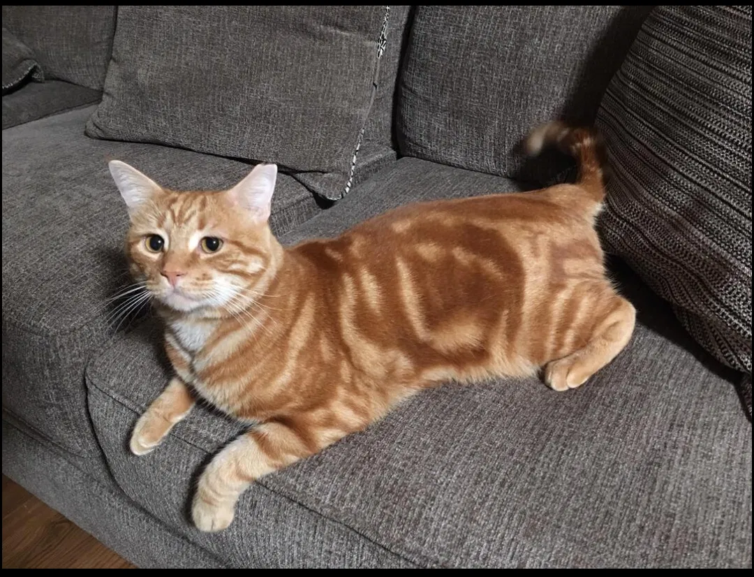 Lost cat in Atlanta, GA, 30327