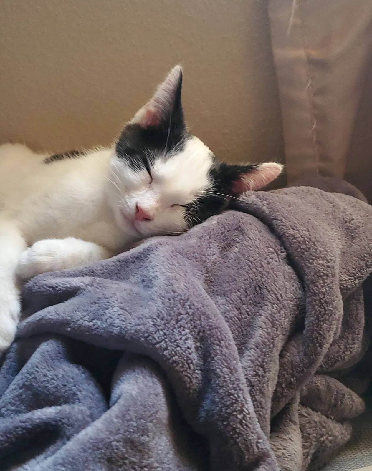 Lost cat in Vista, CA, 92083