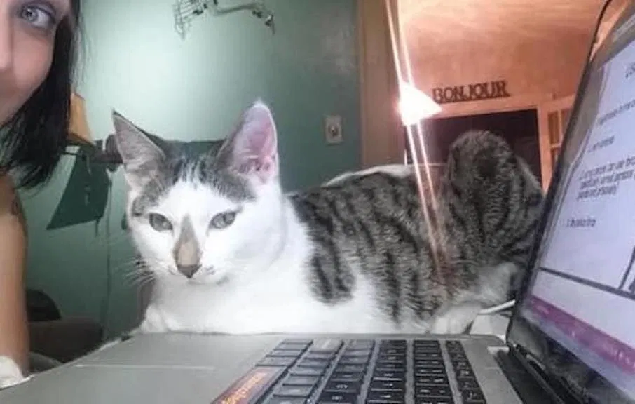Lost cat in Huntington, WV, 25705