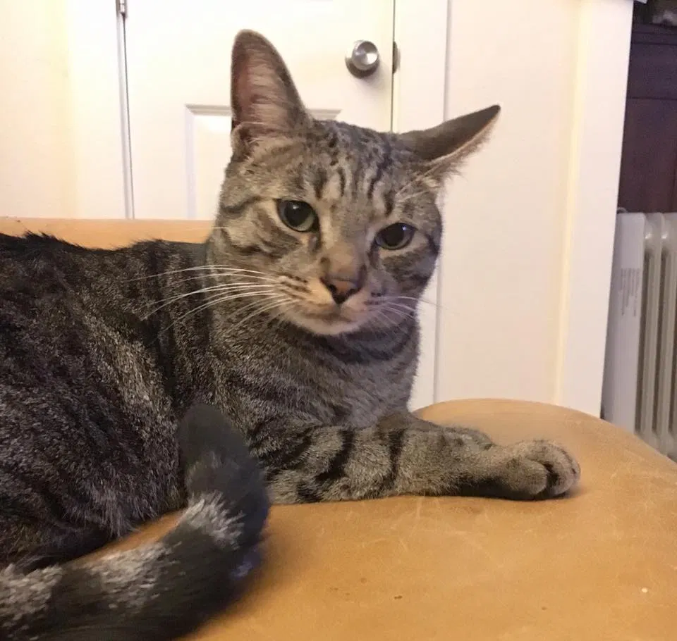 Lost cat in Kirkland, WA, 98034