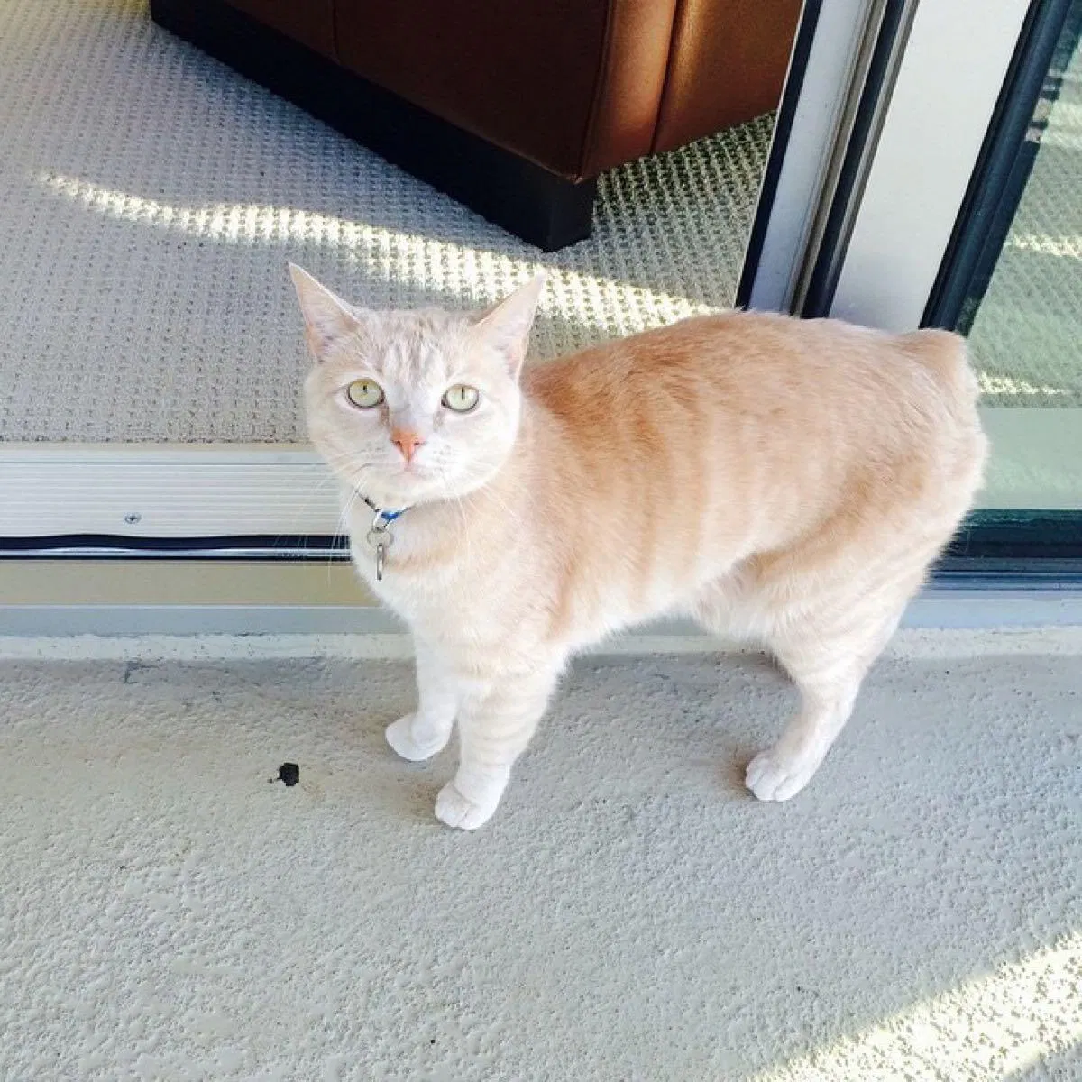 Lost cat in Baltimore, MD, 21202