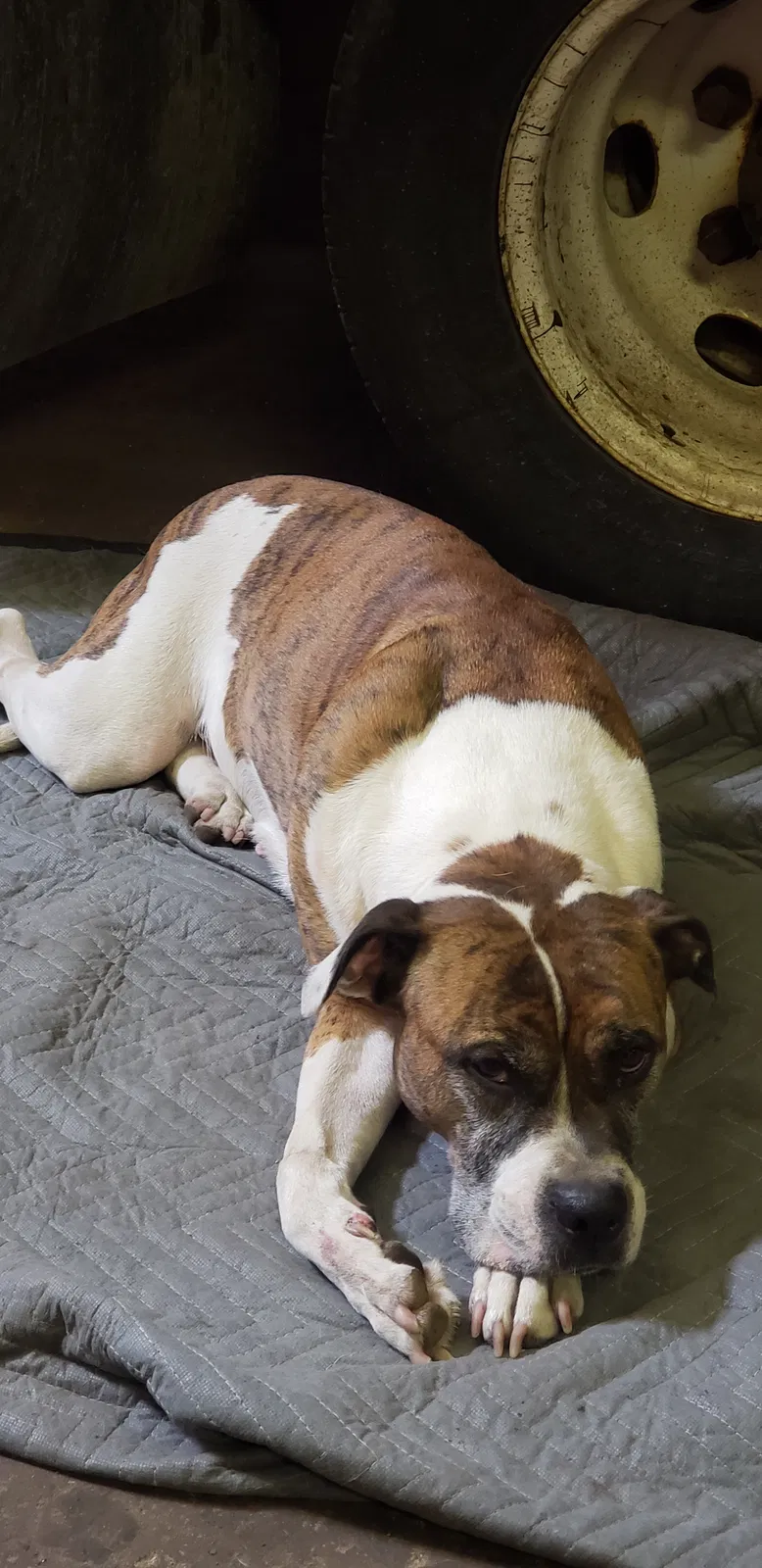 Found dog in Valparaiso, IN, 46385