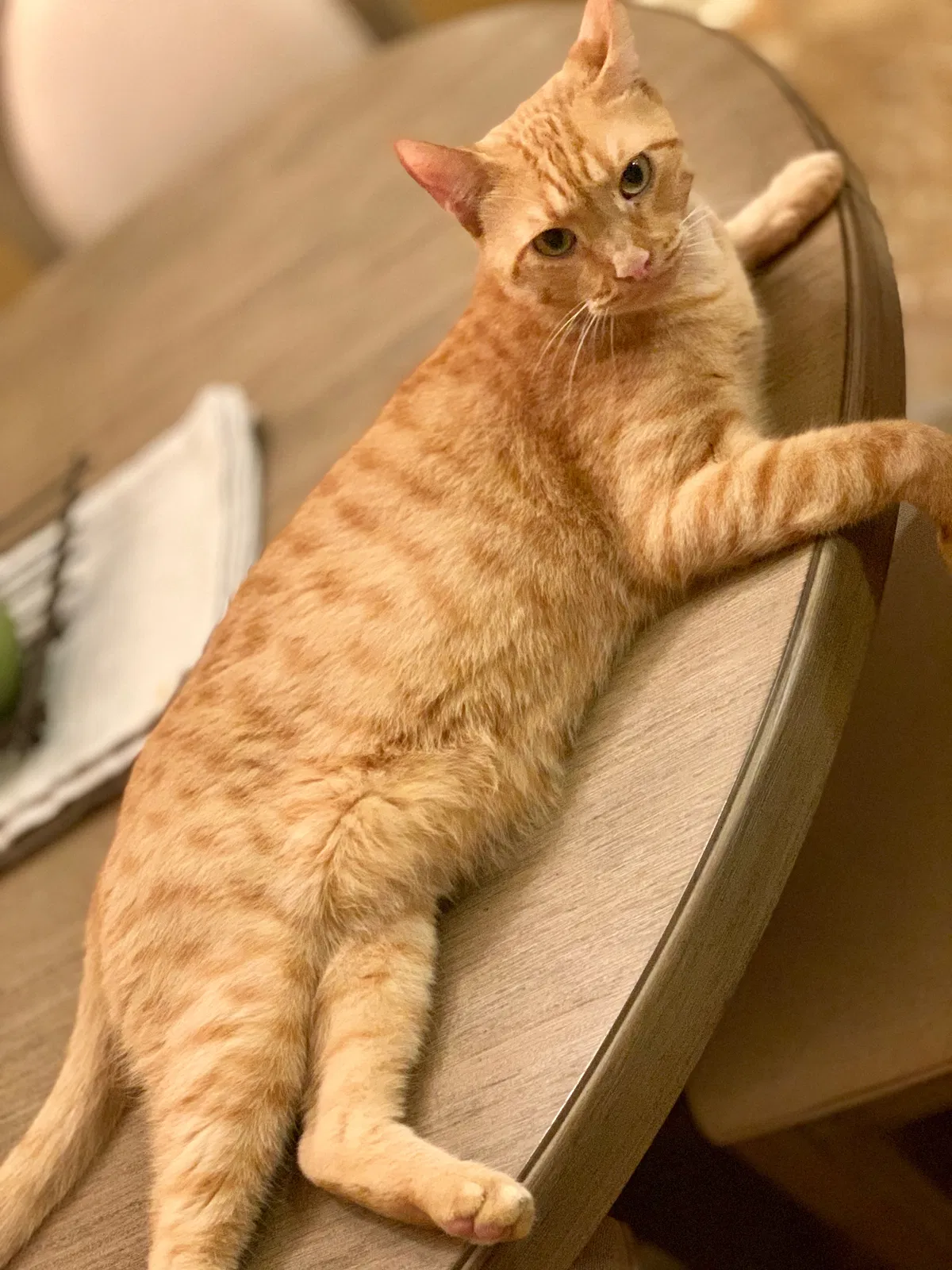 Lost cat in Katy, TX, 77494