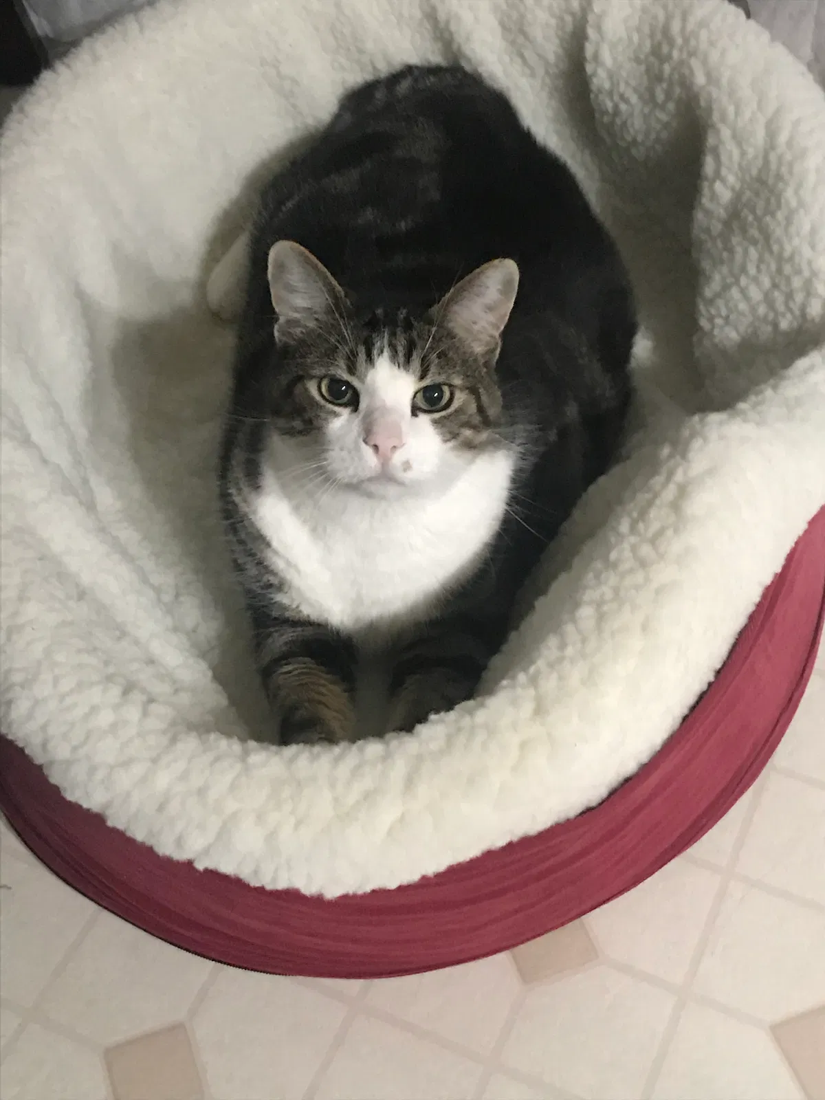 Lost cat in Cedar Park, TX, 78613