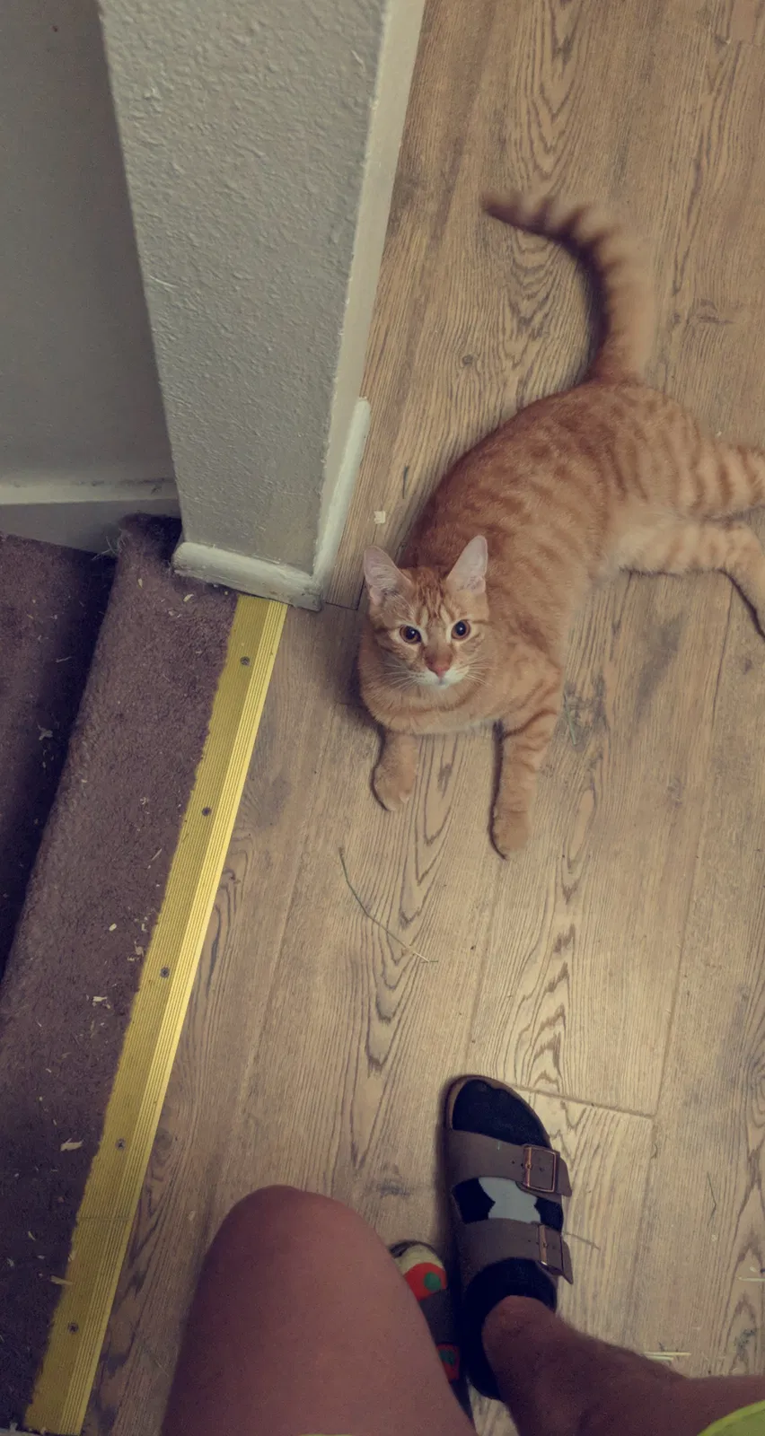 Lost cat in Springfield, OR, 97477