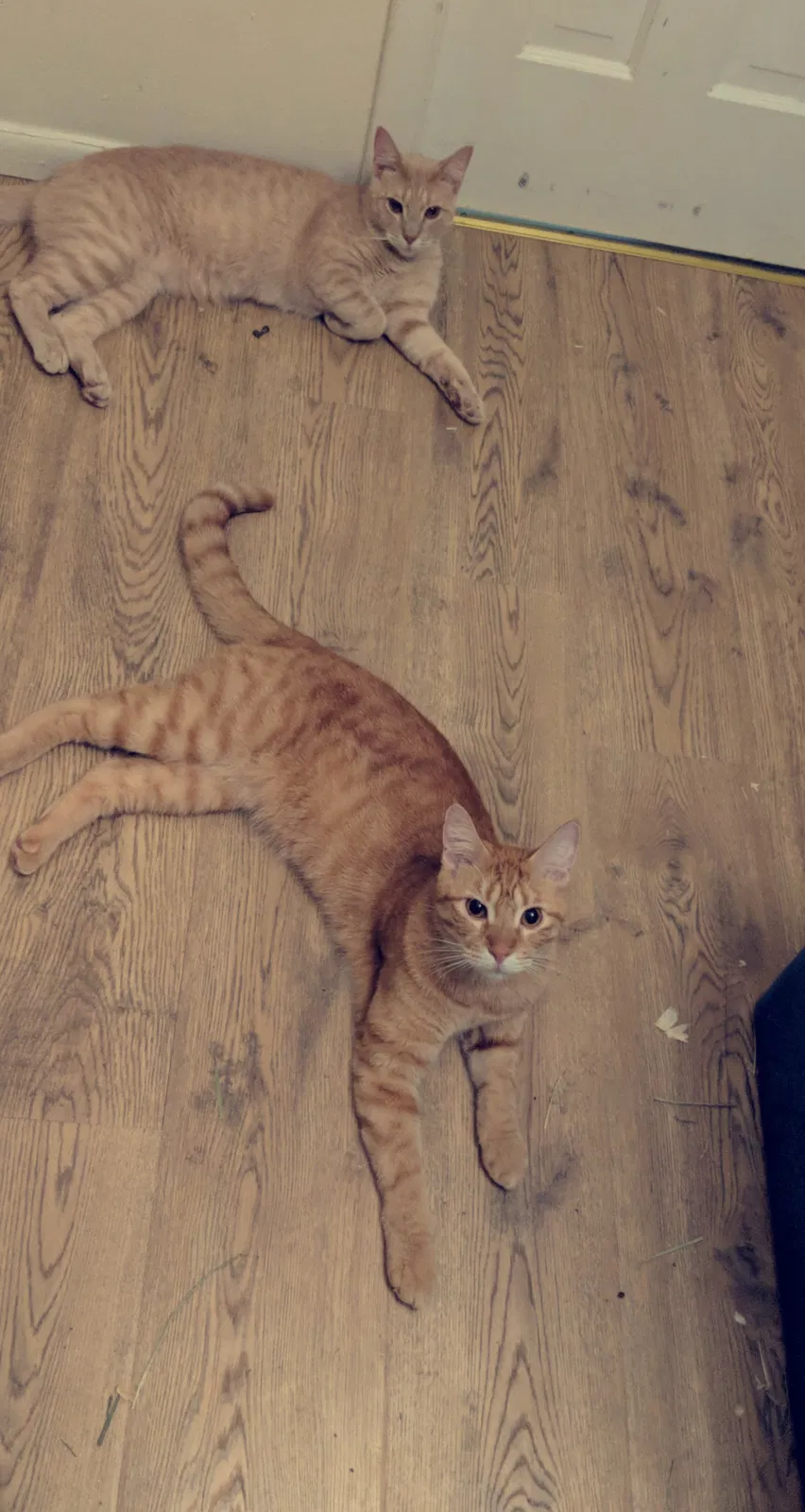 Lost cat in Springfield, OR, 97477