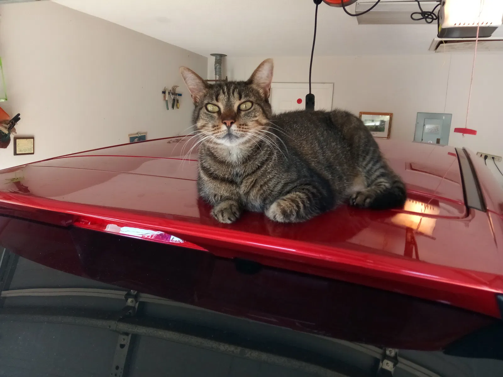 Lost cat in Pensacola, FL, 32514