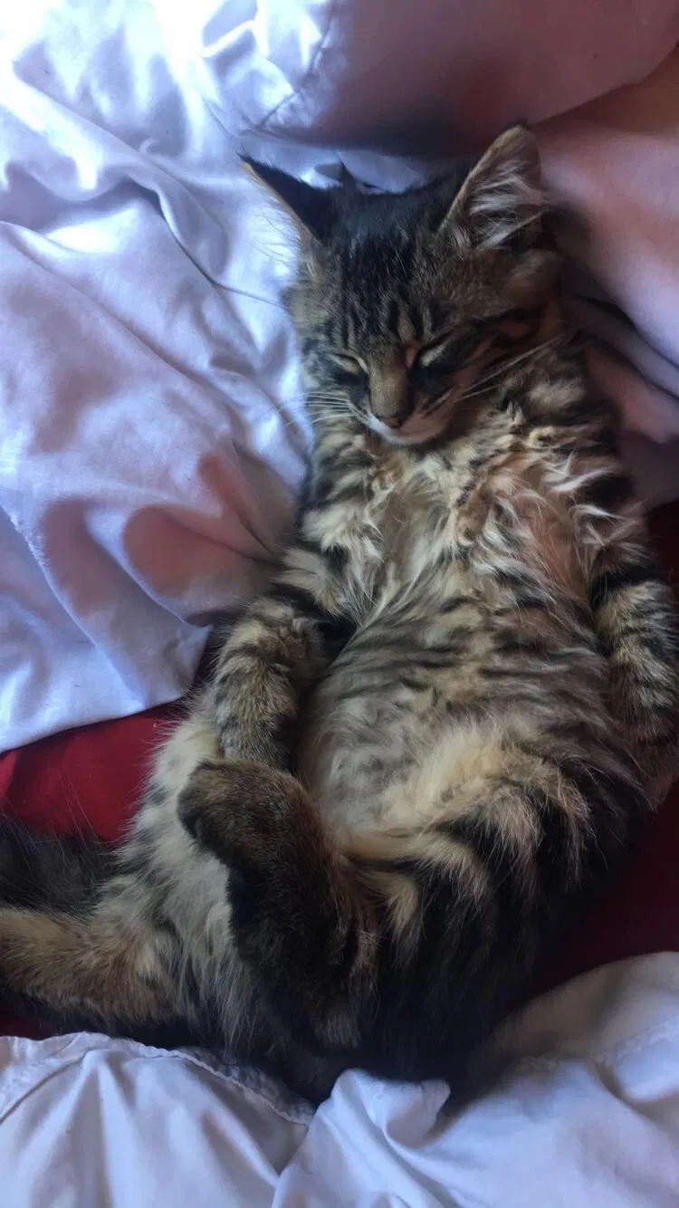 Lost cat in Tacoma, WA, 98418