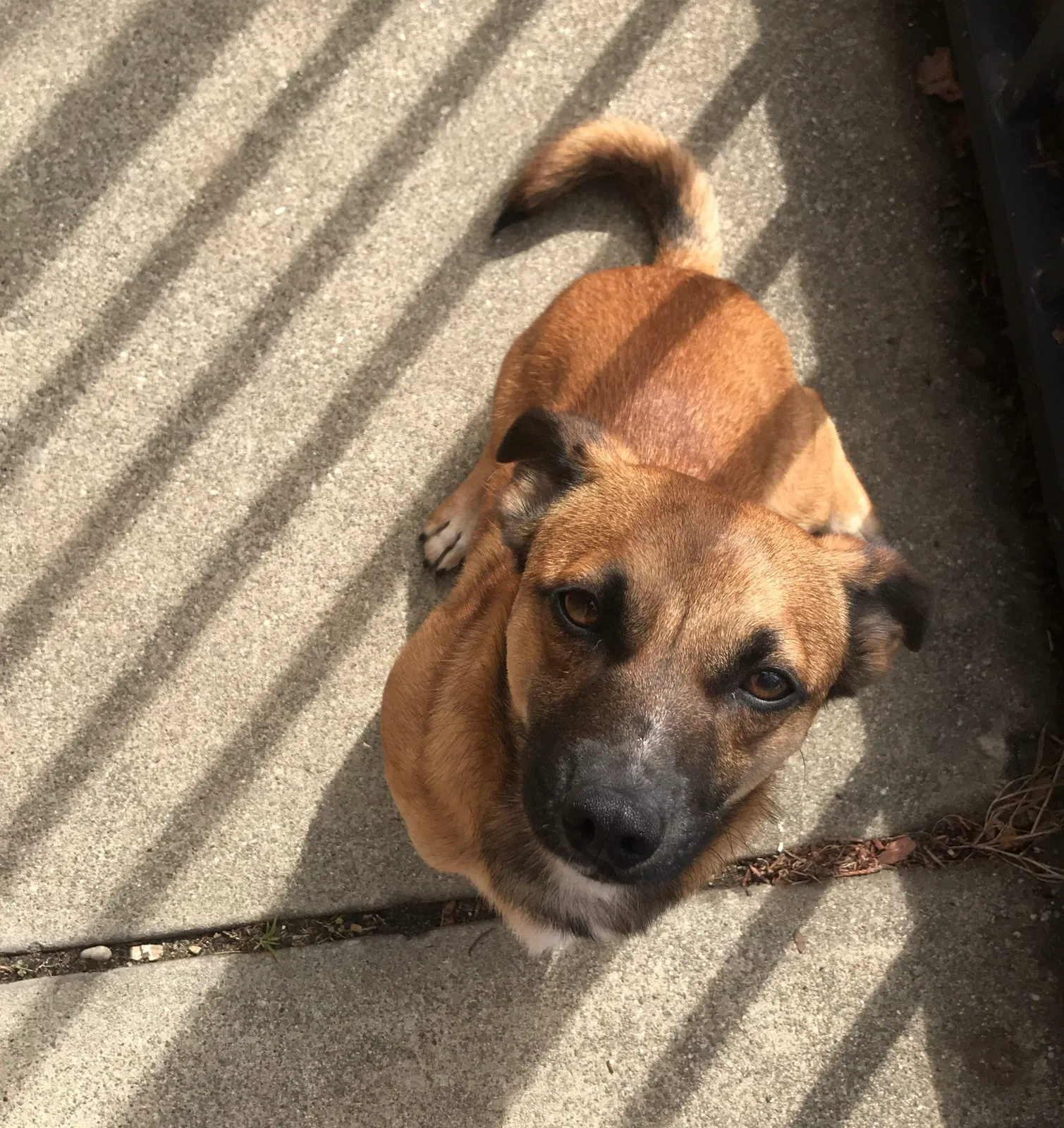 Lost dog in Oakland, CA, 94606