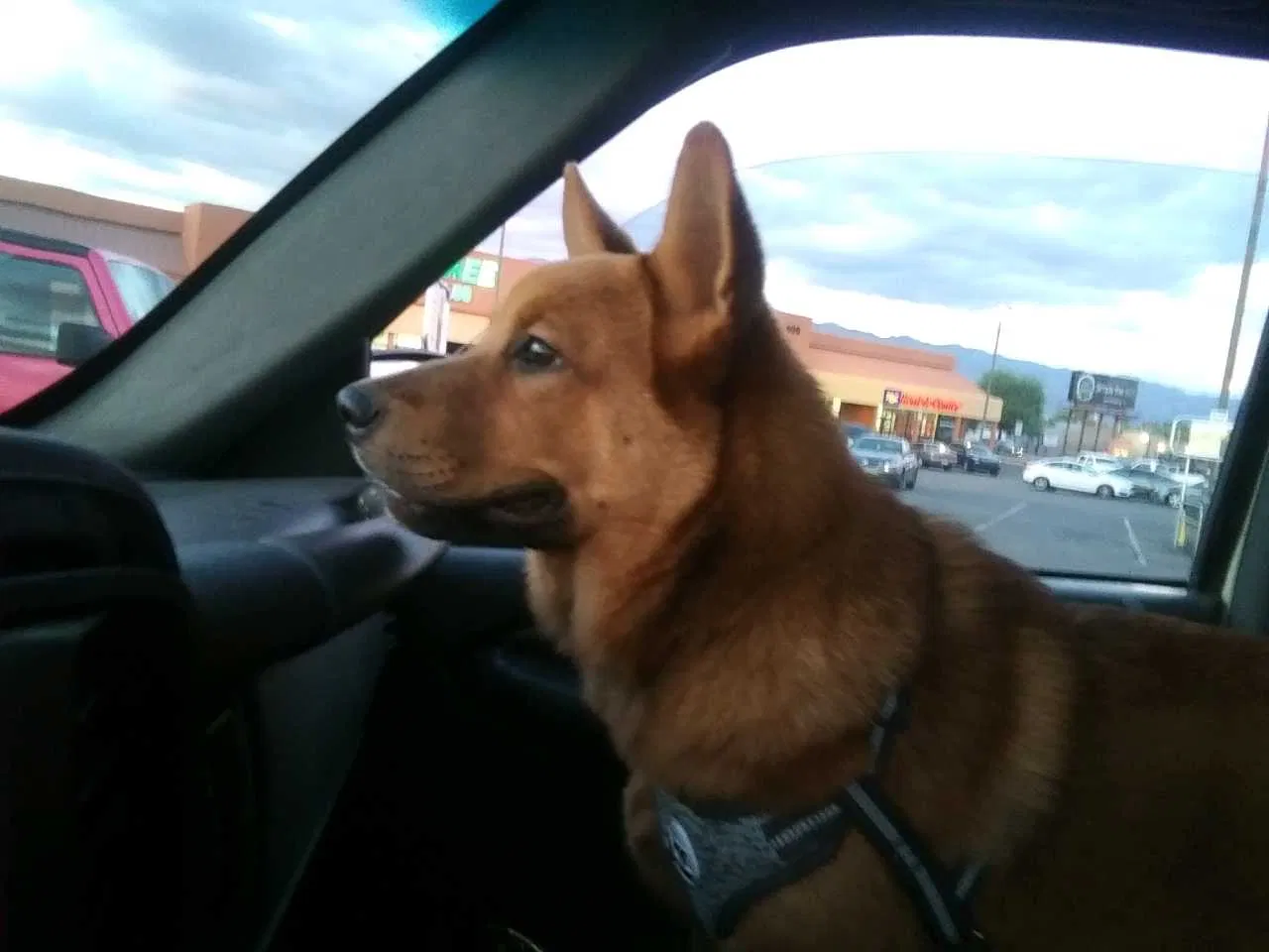 Lost dog in Tucson, AZ, 85705