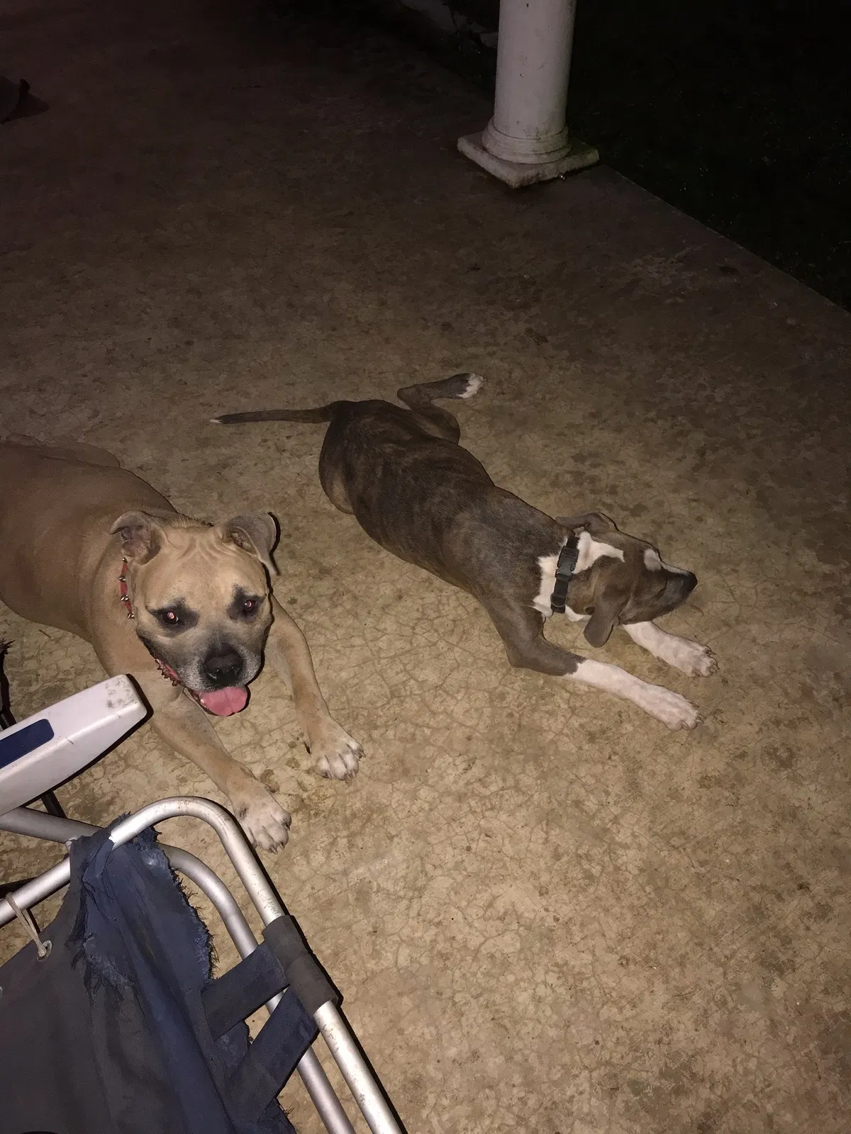 Lost dog in Hammond, LA, 70403