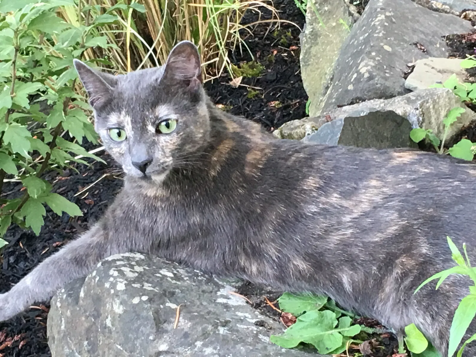 Lost cat in Issaquah, WA, 98027