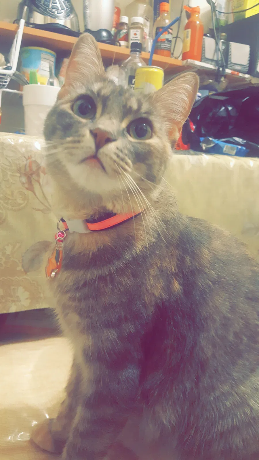 Lost cat in Bronx, NY, 10455