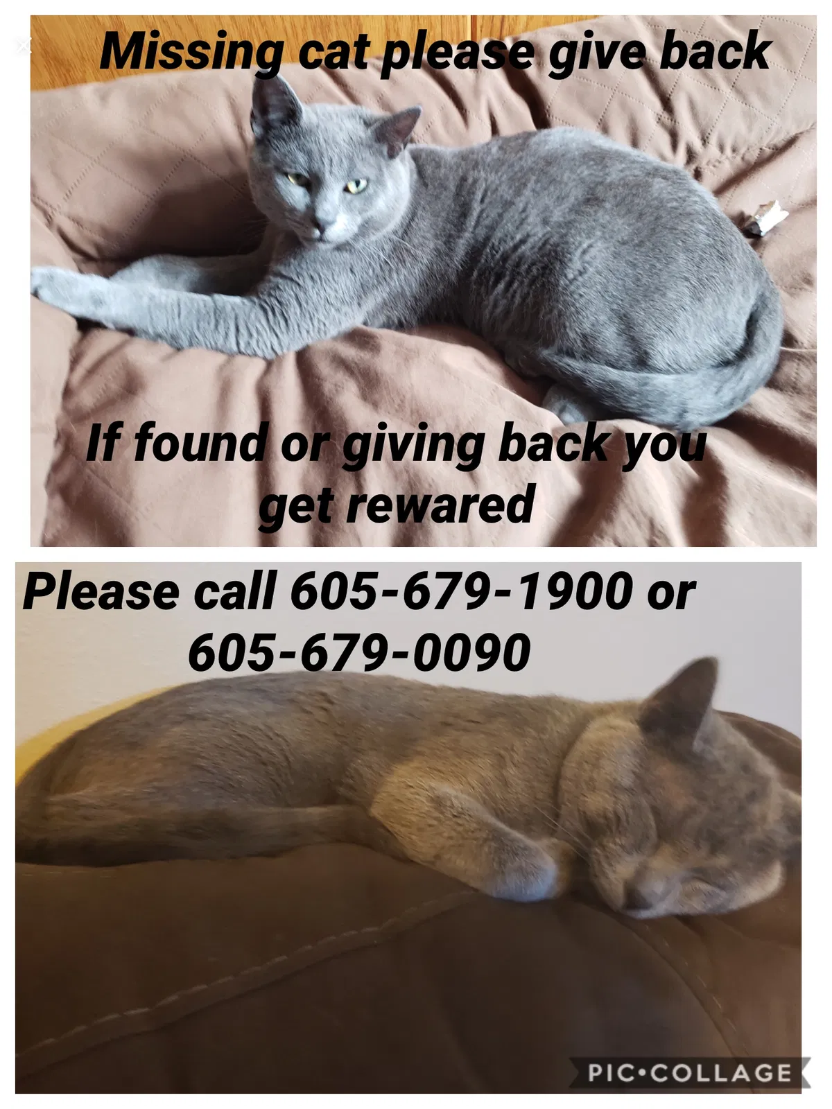 Lost cat in Hartford, SD, 57033