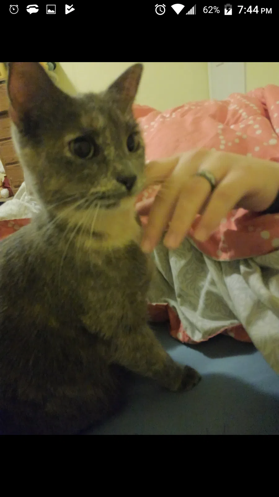 Lost cat in Liberty, SC, 29657