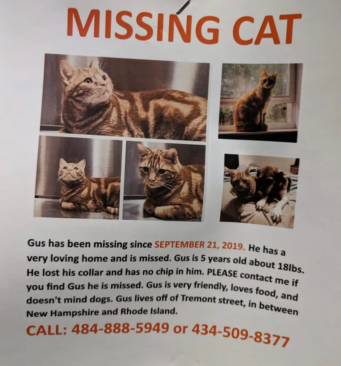 Lost cat in Lynchburg, VA, 24502