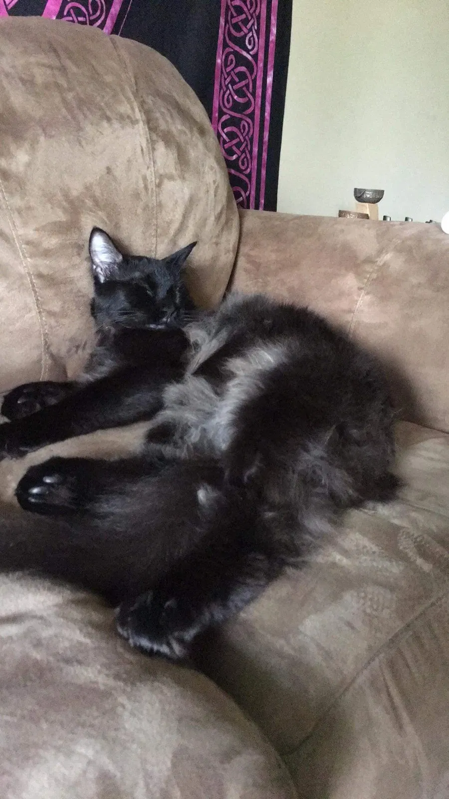Lost cat in Pulaski, TN, 38478