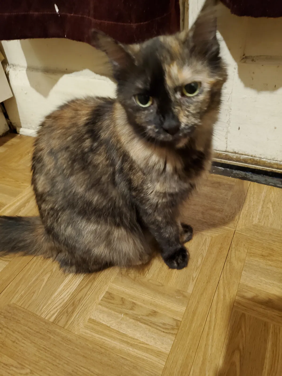 Lost cat in Massillon, OH, 44646