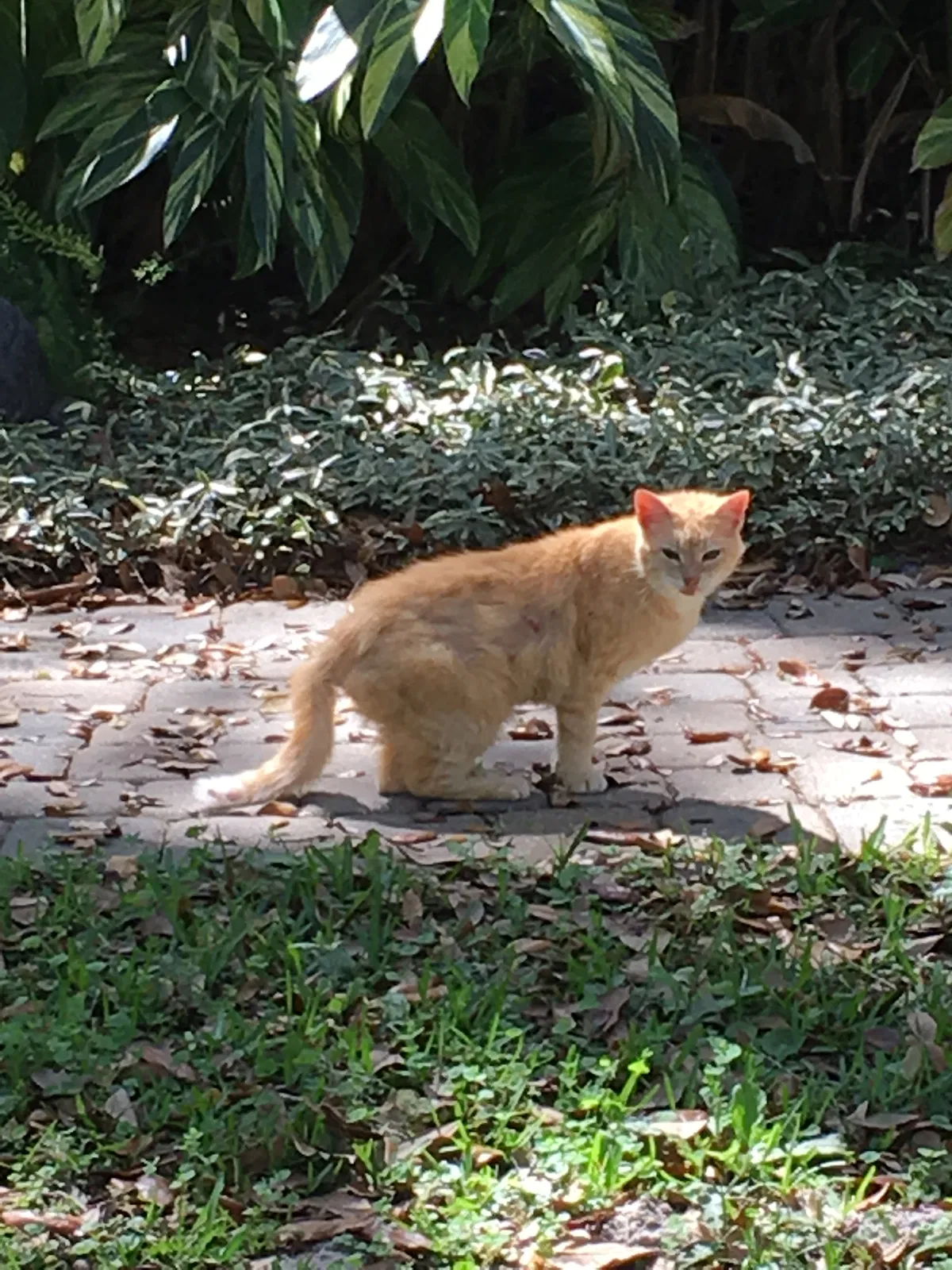 Lost cat in San Mateo, FL, 32187