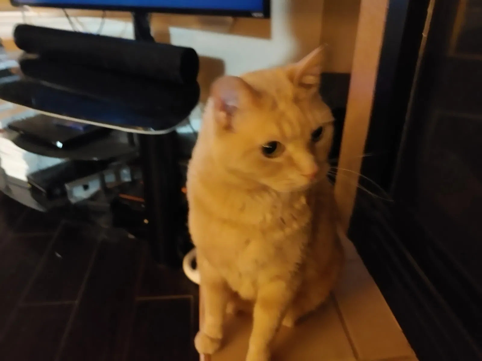 Lost cat in Denver, CO, 80249