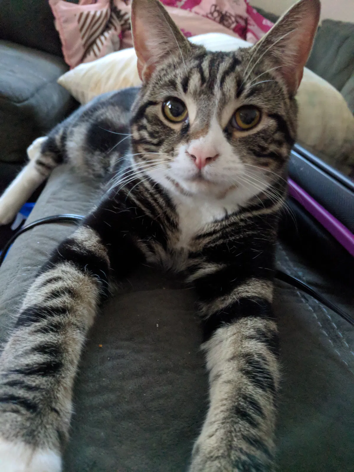 Lost cat in Columbus, OH, 43209