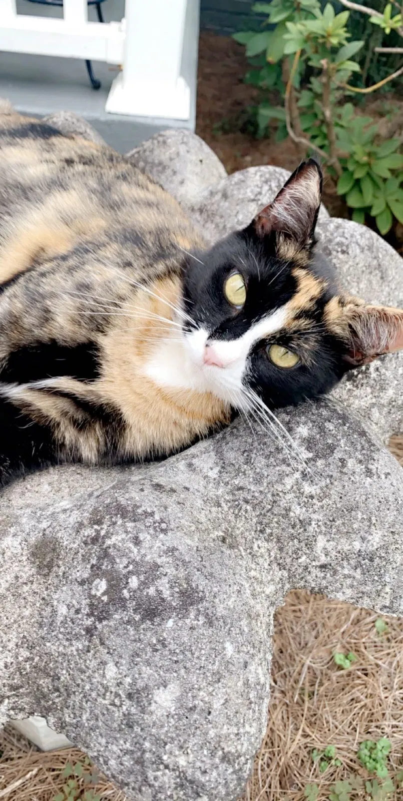 Lost cat in Knoxville, TN, 37917