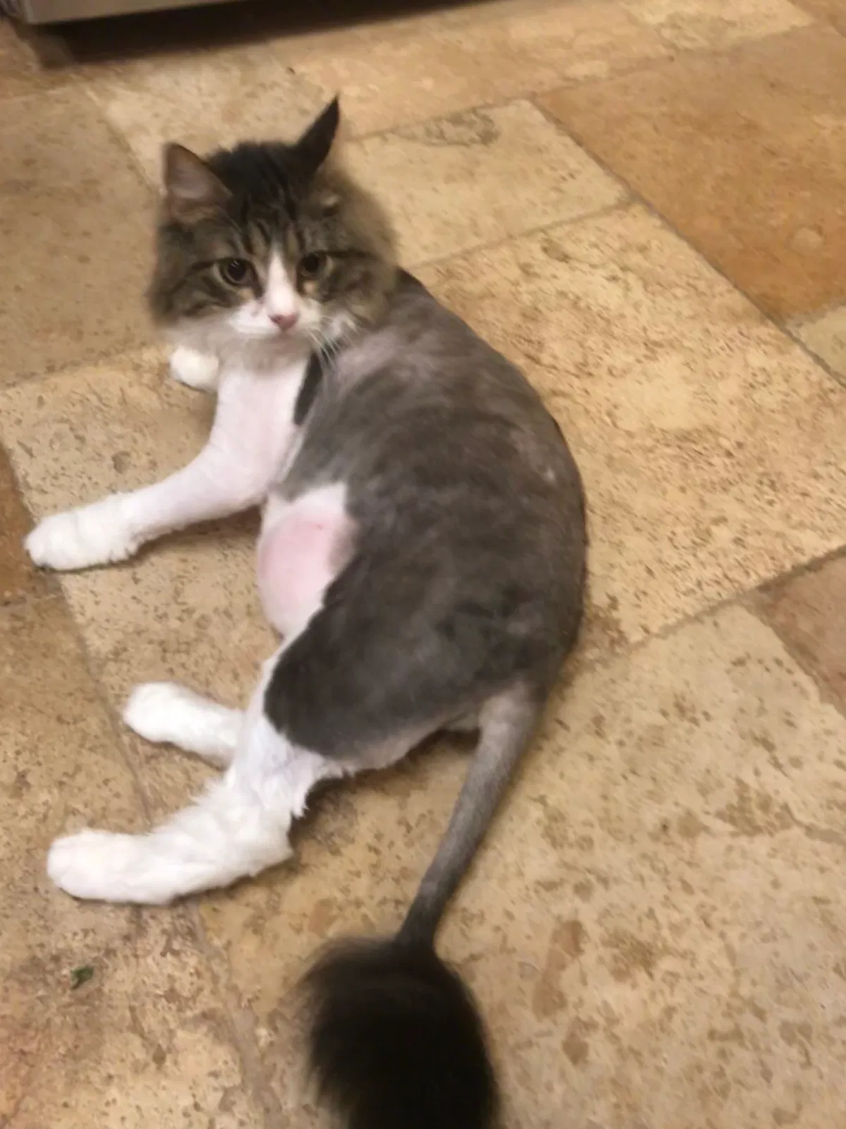 Lost cat in Spring, TX, 77388