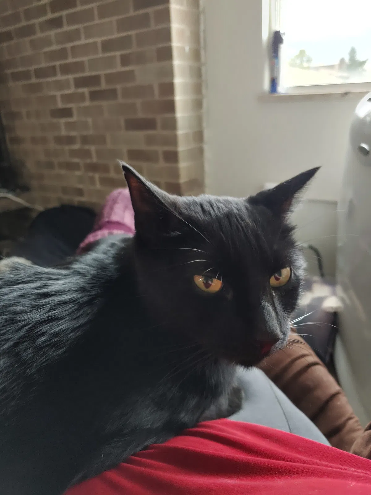 Lost cat in Denver, CO, 80218