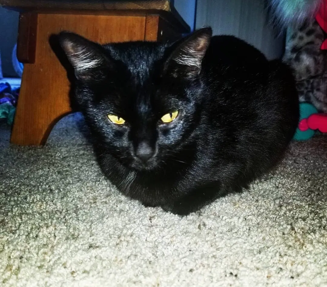 Lost cat in Chula Vista, CA, 91911