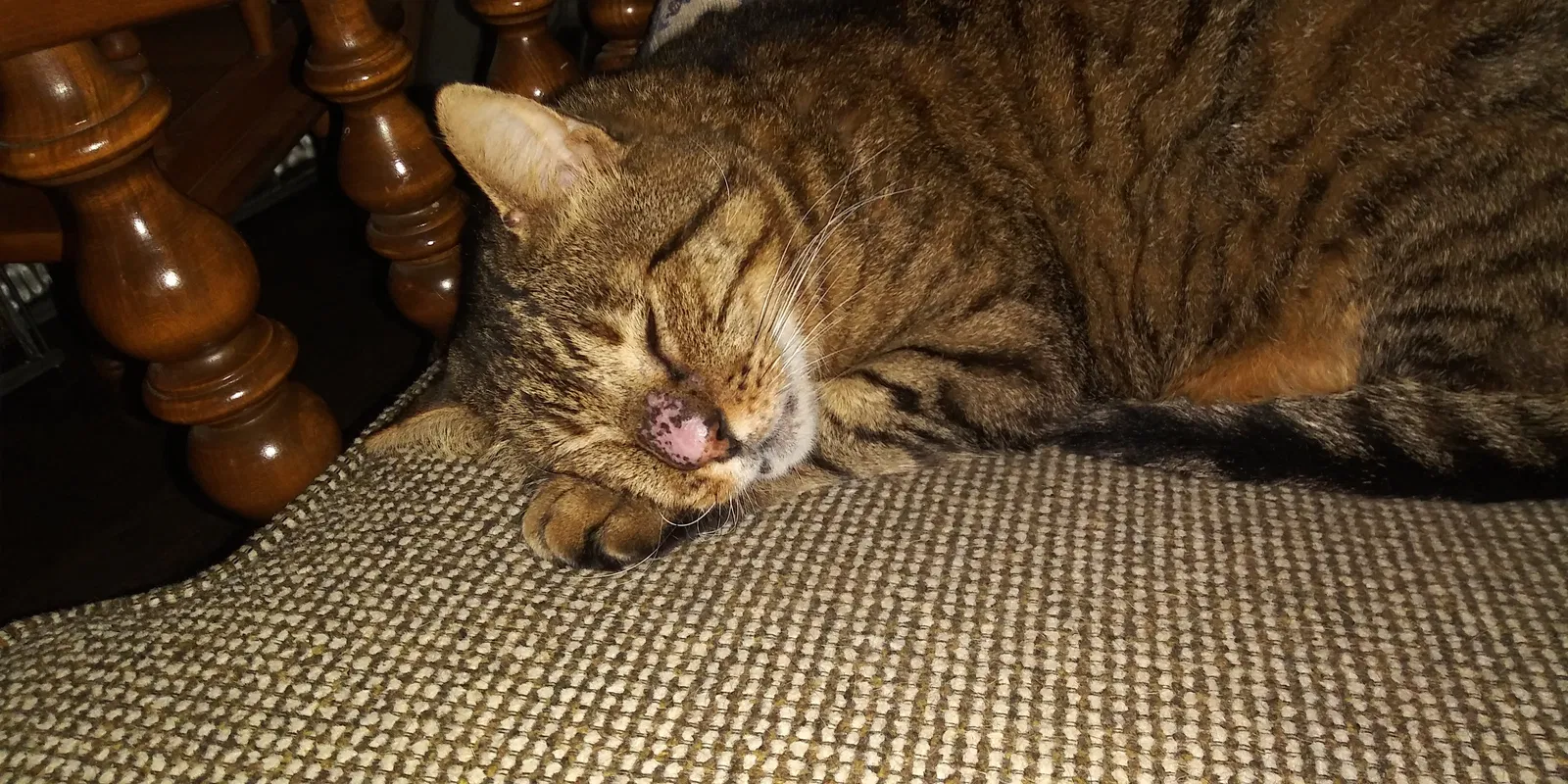 Lost cat in Round Rock, TX, 78665