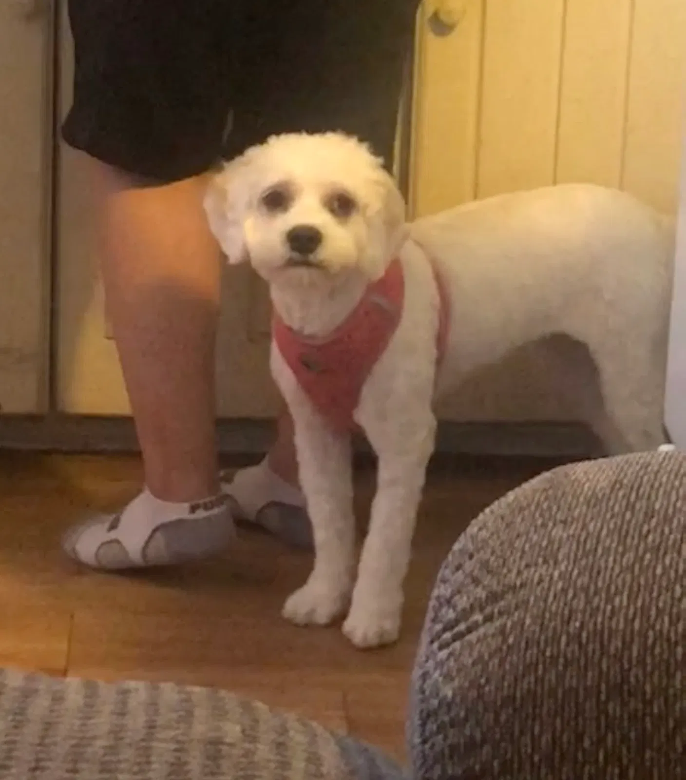 Lost dog in Pomona, CA, 91768