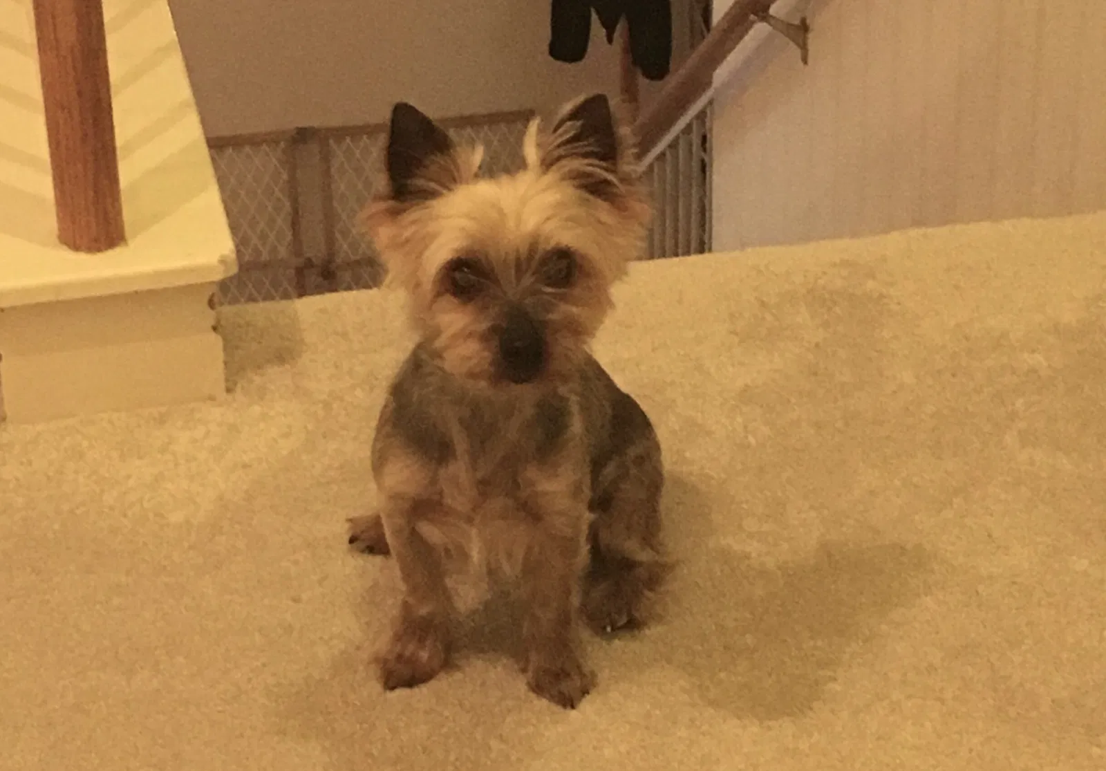 Lost dog in Pflugerville, TX, 78660