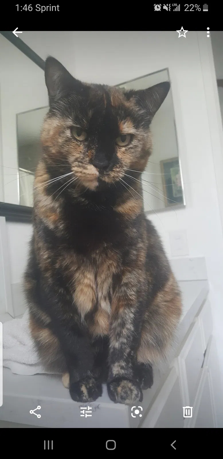 Lost cat in San Marcos, CA, 92069
