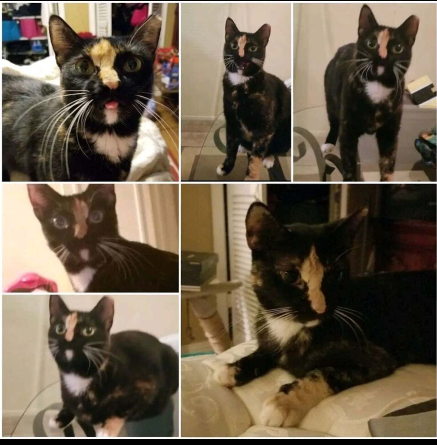 Lost cat in Fort Worth, TX, 76133