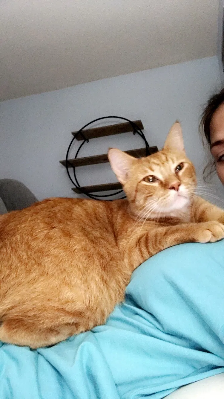 Lost cat in Lafayette, LA, 70503