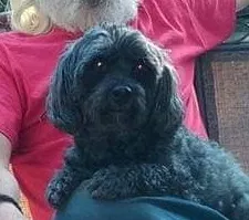 Lost dog in Thomaston, GA, 30286