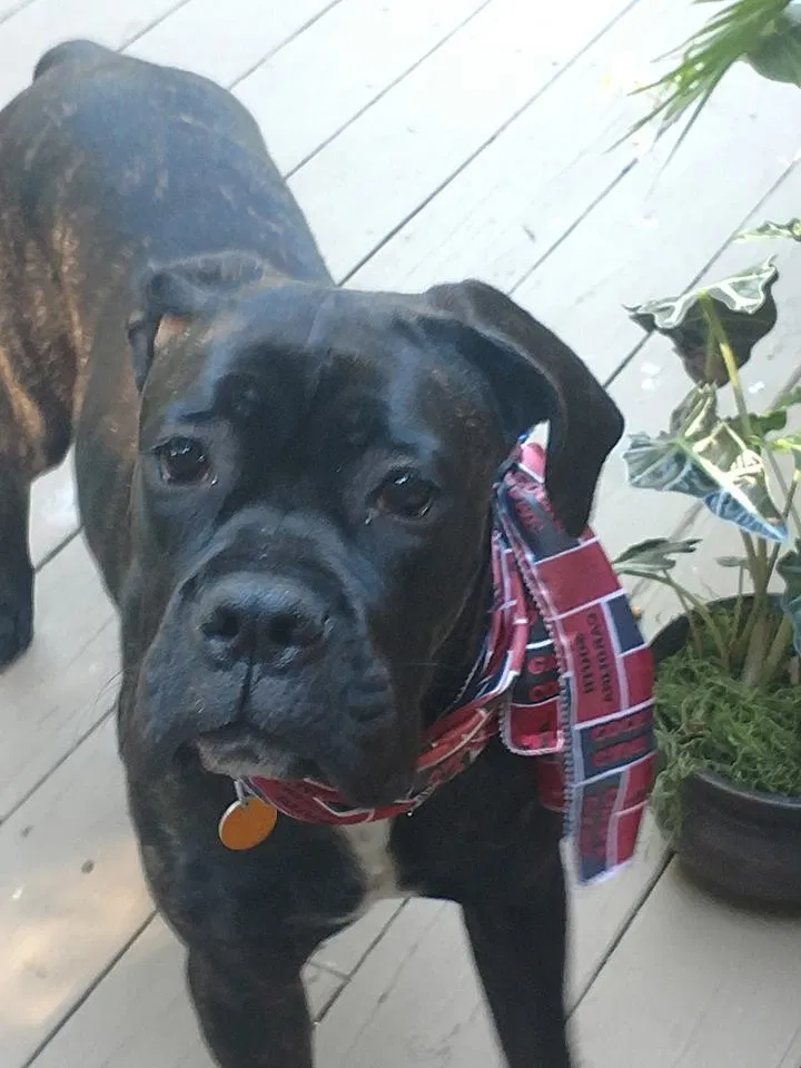 Lost dog in Greenville, SC, 29615