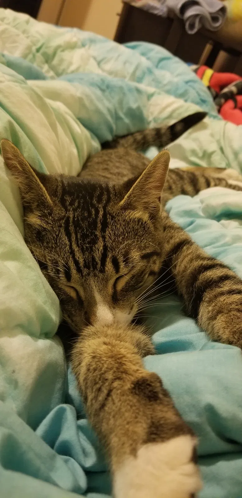 Lost cat in Geyserville, CA, 95441