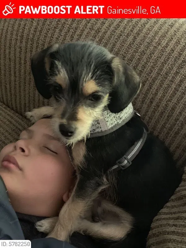 Lost dog in Gainesville, GA, 30506