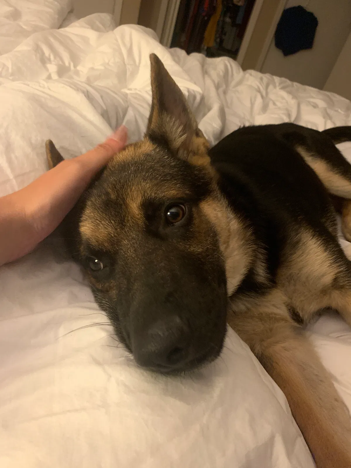 Lost dog in Whitesburg, KY, 41858